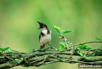Why Gen Z Uses TikTok for Birdwatching Instead of Brain Rot